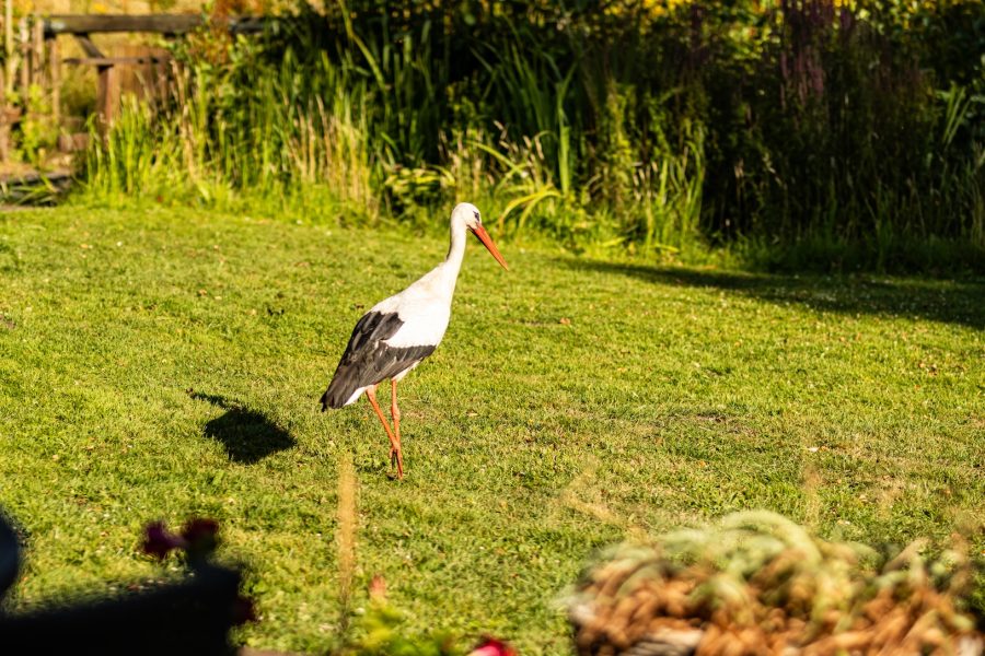 Oldenbarnevelt11-gesneden