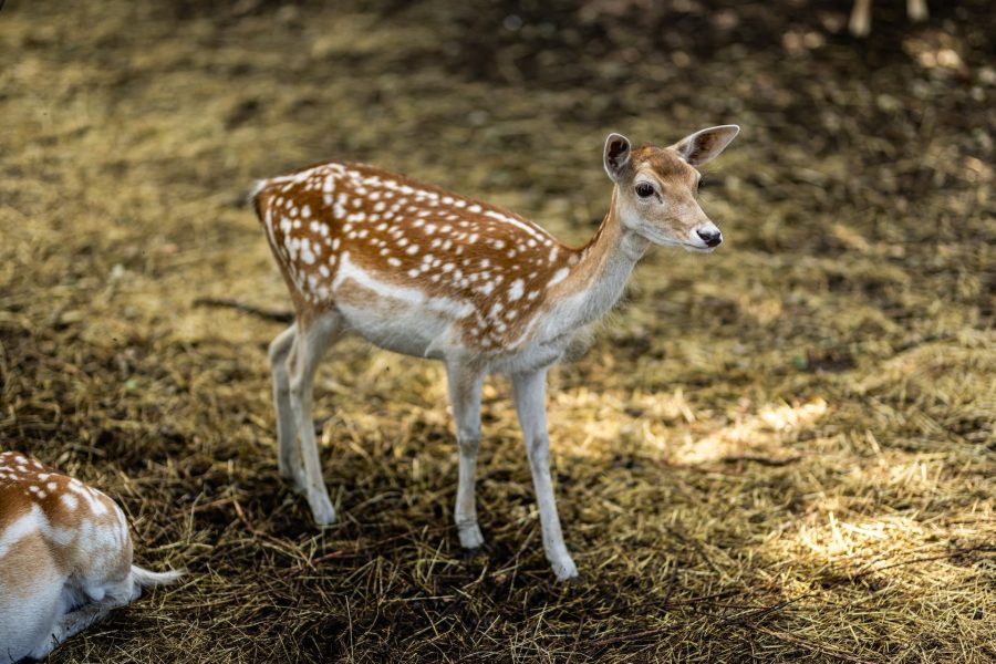 Golden years de negen linden hert