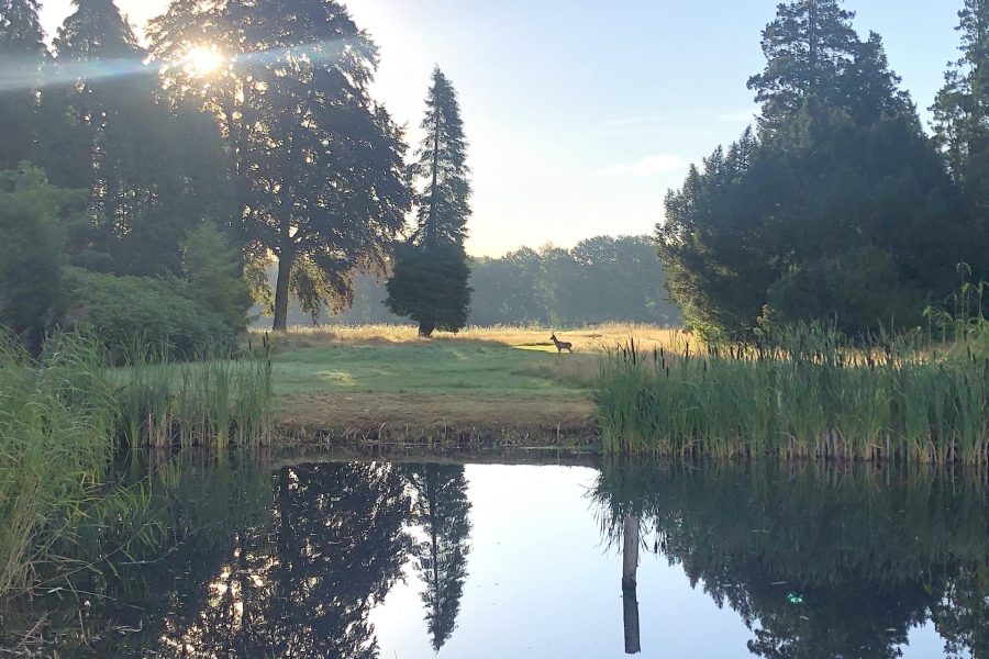 Golden years wolfsbergen tuin met hert